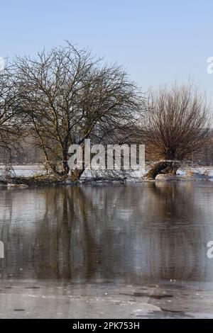 Au Rhin inférieur... Groupe d'arbres ( île Bislicher près de Xanten ) avec réflexion en hiver inondation Banque D'Images