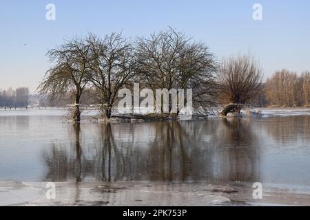 Au Rhin inférieur... Groupe d'arbres ( île Bislicher près de Xanten ) avec réflexion en hiver inondation Banque D'Images