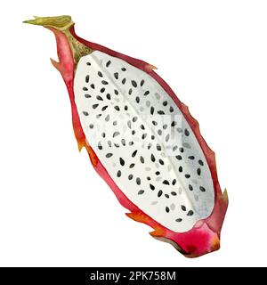 Illustration botanique de la tranche de fruit dragon rouge aquarelle. Vue de dessus. Pitahaya nourriture tropicale avec des graines. Clipart pour les produits aux saveurs exotiques isolat Banque D'Images