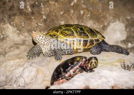 terrapin en captivité à strass, reptile, à l'Aquarium de Virginia Beach, Virginie, États-Unis Banque D'Images