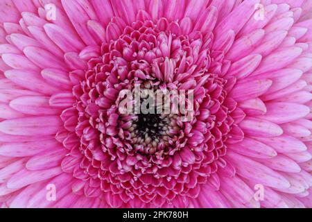 Des centaines de petits pétales à l'intérieur d'une macro de chrysanthème rose Banque D'Images