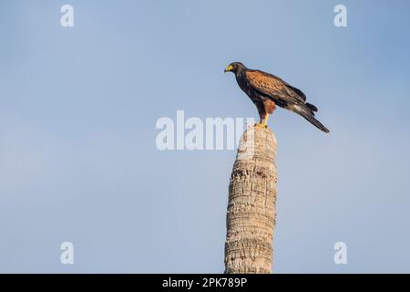 Faucon de Harris au-dessus d'un cactus saguaro avec proie, fond bleu ciel, bon pour l'identification. Apache Junction, Arizona, États-Unis Banque D'Images