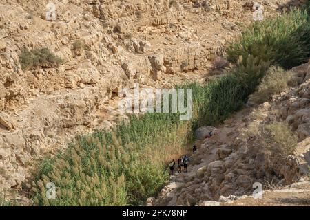 Un groupe de randonneurs marchant le long du roseau couvert de la profonde ravine du ruisseau Prat dans le désert de Judée, Israël. Banque D'Images