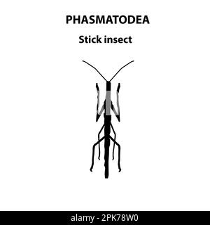 Insecte de tige de Phasmatodea pour étude scientifique Illustration de Vecteur