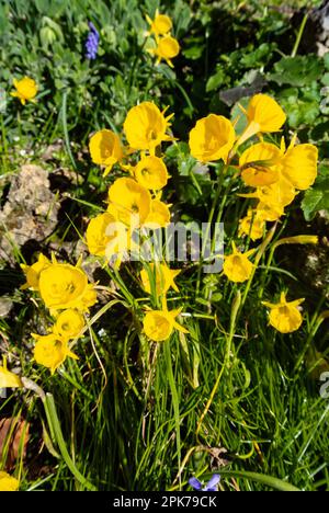 Narcissus bulbocodium, le joncoat jonodil ou le jonop-pjucoat jonodil qui est une espèce de plante à fleurs de la famille des Amaryllidaceae, indigène à Banque D'Images