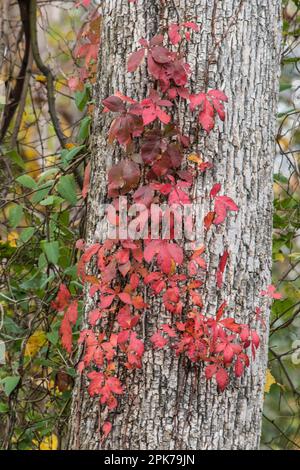 Une vigne rouge sur un tronc d'arbre en Virginie, États-Unis Banque D'Images