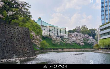 Cerisiers en fleurs et Budokan, Japan Martial Arts Hall Banque D'Images