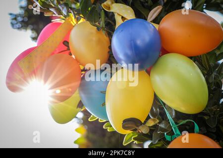 Ostereistedt, Allemagne. 06th avril 2023. Des œufs en plastique colorés sont suspendus sur un arrangement de fleurs à Ostereistedt au soleil. Pour les jours de Pâques, les météorologues s'attendent à un temps lumineux avec des températures allant jusqu'à 16 degrés dans le nord de la Basse-Saxe. Credit: Focke Strangmann/dpa/Alay Live News Banque D'Images