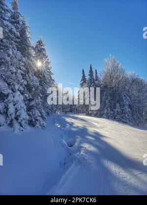 Une scène d'hiver idyllique avec un sentier couvert de neige tranquille menant à une forêt d'arbres et un ciel ensoleillé Banque D'Images