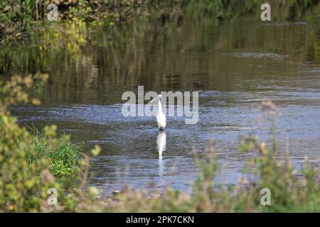 Petit égret (Egretta garzetta) au milieu d'une rivière avec des plantes qui poussent autour et se réfléchissent dans l'eau Banque D'Images