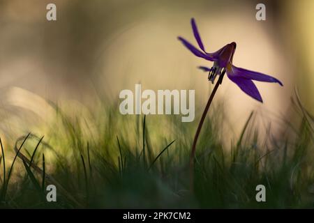 Violet de dent de chien (erythronium dens-canis) dans une forêt des Pyrénées au coucher du soleil Banque D'Images