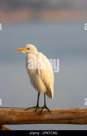 Portrait d'un bétail Egret (Bubulcus ibis) debout sur une clôture en bois avec un fond bleu pâle Banque D'Images