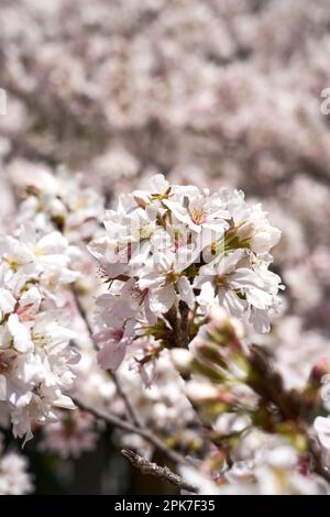 Gros plan Sakura, Cerry Blossoms Banque D'Images