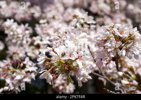 Gros plan Sakura, Cerry Blossoms Banque D'Images