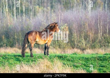 Poney brun sauvage d'Exmoor, contre un fond de forêt et de roseau. Dans la réserve naturelle de Fochteloo, couleurs d'automne en hiver. Pays-Bas Banque D'Images