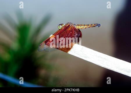 Gros plan de Capung merah, libellule rouge sur le tronc de la plante dans l'environnement naturel de la forêt verte. Bali, Indonésie, macro image Banque D'Images