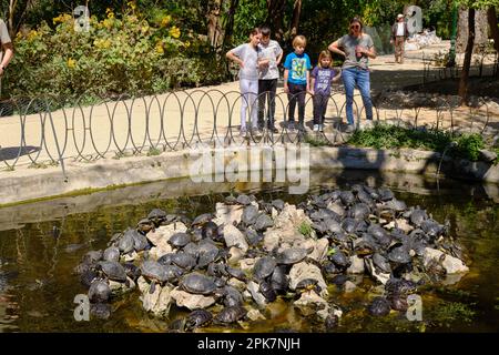 Tortues dans les jardins nationaux d'Athènes au printemps Banque D'Images