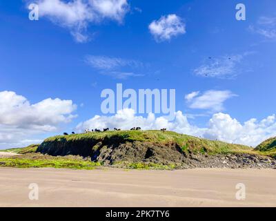 vaches sur une falaise Banque D'Images