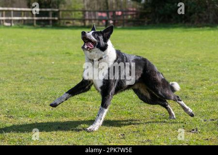 Border Collie chien jouant à l'extérieur dans un champ au soleil de printemps Banque D'Images