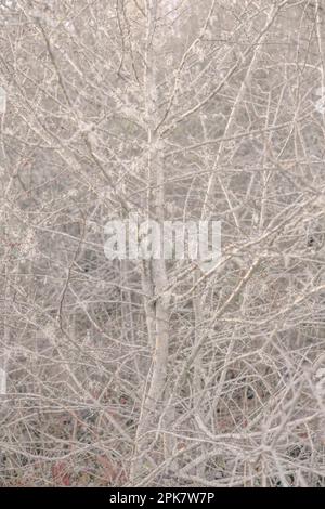 Un aulne recouvert de mousse avec des branches. Banque D'Images