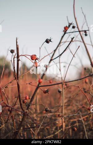 Vue de surface des plantes, des herbes et des rosiers de Nootka avec baies. Banque D'Images