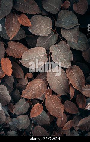 feuilles de la plante japonaise brune en automne, fond brun Banque D'Images
