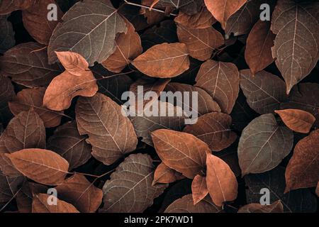 feuilles de la plante japonaise brune en automne, fond brun Banque D'Images