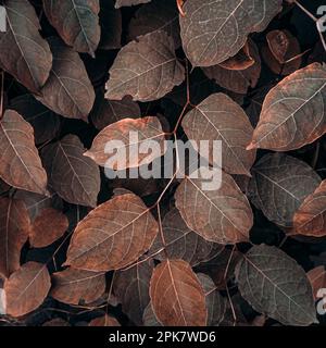 feuilles de la plante japonaise brune en automne, fond brun Banque D'Images