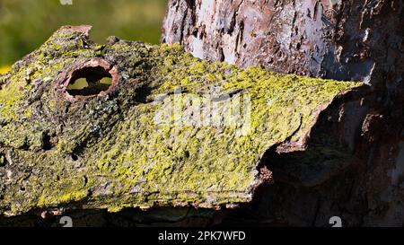 Morceau d'écorce d'épinette moussy avec trou rond par tronc d'arbre de pomme avec surface rugueuse brune squameuse. Gros plan de la partie en bois de conifères secs fissurée et abîmée. Banque D'Images