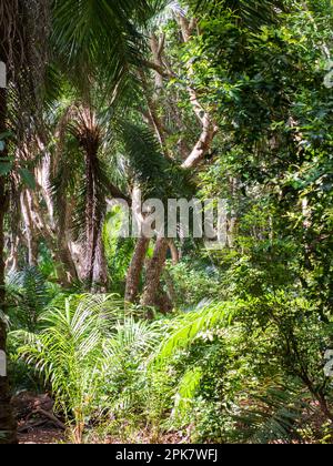 Egzotique, de beaux arbres dans le parc national de la baie de Jozani Chwaka sur l'île d'Unguja, l'île principale de l'archipel de Zanzibar. C'est le seul niveau national Banque D'Images