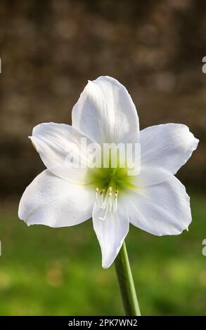 Blanc Amaryllis Hippeastrum Banque D'Images