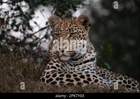 Un jeune léopard mâle, Panthera pardus, gros plan. Banque D'Images