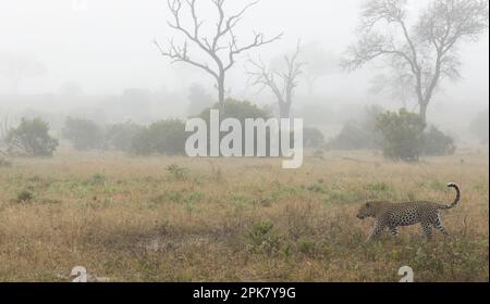 Un léopard mâle, Panthera pardus, marche à travers l'herbe, par temps brumeux. Banque D'Images