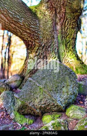 Vestiges de la tombe mégalithique Hohen Niendorf dans le nord de l'Allemagne. Banque D'Images