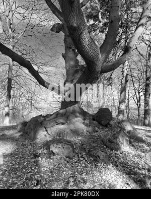 Formation de pierre sous un grand arbre, partie de la tombe mégalithique dans le nord de l'Allemagne. Banque D'Images