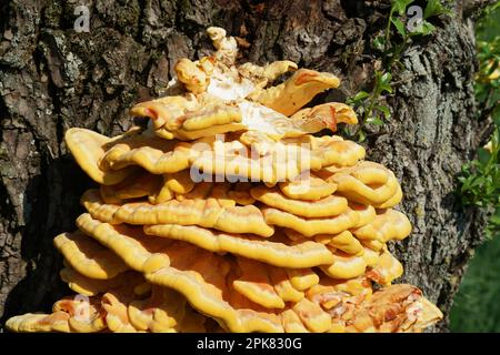 Champignon d'arbre brun jaune champignons sur un grand arbre en Bavière, Allemagne. Une gelbe Pilze an einem großen Baum Baumpilz Banque D'Images