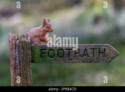 Un écureuil rouge britannique (Sciurus vulgaris), assis sur un vieux panneau de chemin public en bois Banque D'Images