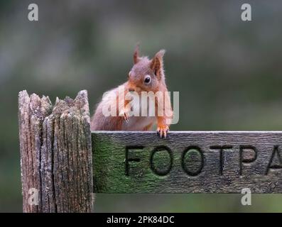 Un écureuil rouge britannique (Sciurus vulgaris), assis sur un vieux panneau de chemin public en bois Banque D'Images