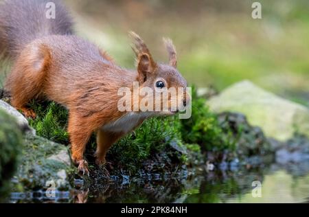 Écureuil rouge britannique (Sciurus vulgaris), debout sur des rochers au bord d'un bassin d'eau Banque D'Images