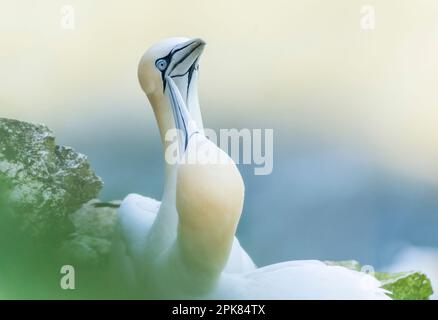 Une paire de Gannets du Nord, (Morus bassanus), effectue une exposition de vaisseau judiciaire avant l'accouplement. Bempton, East Yorkshire, Royaume-Uni Banque D'Images