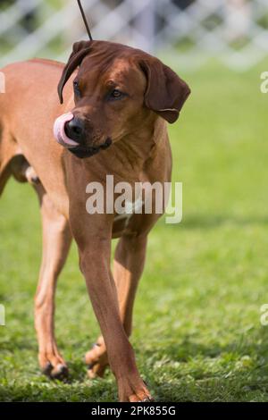 Rhodésie Ridgeback léchant leurs lèvres dans l'anneau d'exposition de chien Banque D'Images