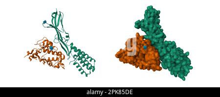 Structure du complexe humain IZUMO1(vert)-JUNO(brun). 3D modèles de dessin animé et de surface gaussienne, PDB 5jkc, schéma de couleurs d'ID d'entité, fond blanc Banque D'Images