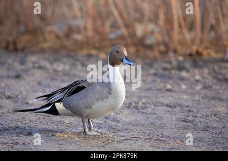 Un mâle de canard à queue de canard du Nord (Anas acuta) se tenant sur le rivage d'un étang d'hiver local au Canada Banque D'Images