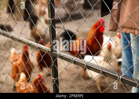 Élevage de poulets contre une clôture en filet. Les poules ont de la nourriture dans la ferme. Poule domestique sans pâturage dans une ferme biologique traditionnelle de volaille en liberté. Poulet adulte Banque D'Images