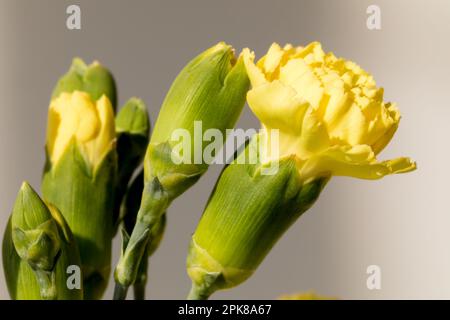 Carnation jaune, fleurs vivantes en gros plan Banque D'Images