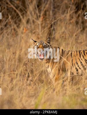 tigre sauvage bengale femelle ou panthera tigris debout avec l'expression du visage en colère avec le contact des yeux camouflage dans l'herbe safari nocturne bandhavgarh inde Banque D'Images