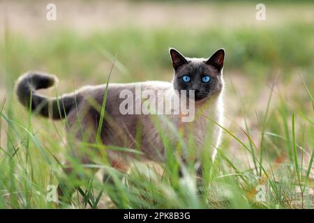 Jeune chat thaïlandais avec les yeux bleus marchant dans l'herbe verte à la plage ensoleillée Banque D'Images