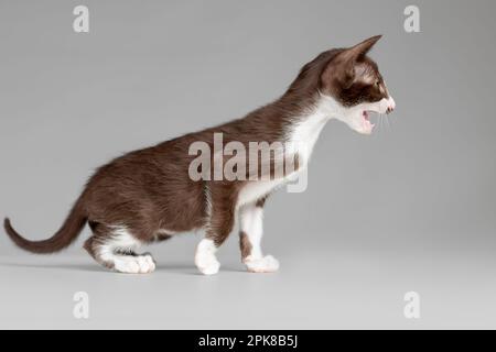 Petit chaton oriental marchant isolé sur fond gris. Banque D'Images