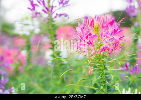 Cleome Hassleriana communément connu sous le nom de fleur d'araignée, plante d'araignée, Reine rose, ou Whiskers de grand-père, dans le jardin. Banque D'Images