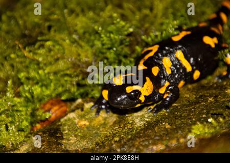 Feu Salamander sur un rocher regardant la caméra avec le focus sur le premier plan Banque D'Images